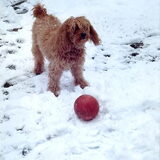 Een foto uit 2005. Roy vindt de sneeuw fantastisch!