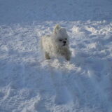 TSJA M,N LIEF GENIET 16 JANUARI 2013
