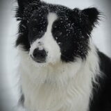 My dog