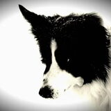 my doggie