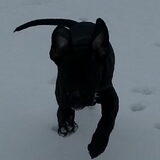 Lekker rennen in de sneeuw