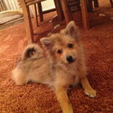 Dit is onze pup Tobie,het is een middenslag keeshond. Hij is aan ons…