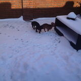 Foto van Daisy, Diva & Lady
