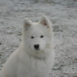 mikai 13/1/13