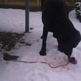 Eendkarkas