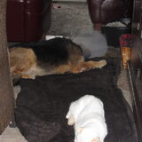 Foto van liesbeth,Turbo,Luna, Levi en Faith