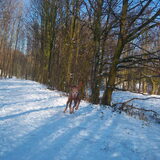 Foto van Lilly & Csoki