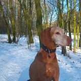 Foto van Lilly & Csoki