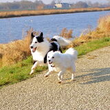 Foto van Amigo en K.C.
