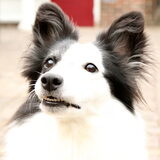 Foto van Amigo en K.C.