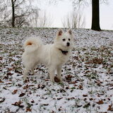 Foto van Amigo en K.C.