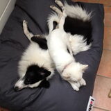 Foto van Amigo en K.C.