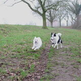 Foto van Amigo en K.C.