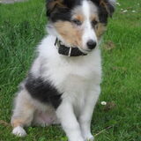Cody 9 weken. Net bij ons thuis.
