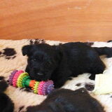 Foto van A Ruijs kennel be forever the greatest