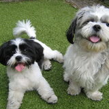 Djordy (rechts) met zijn vriendinnetje Donna