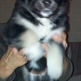 puppy te koop teefje voorlopige roep naam ninja