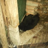 waar zit de muis???daar zit ze!!
