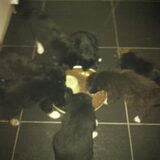 samen eten