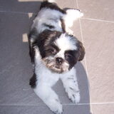 Benjamin