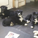 links puppy keke reutje te koop
