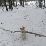 Hoezo grote hond in een kleine verpakking!