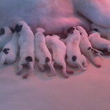9 pups en lekker drinken bij mama Lola