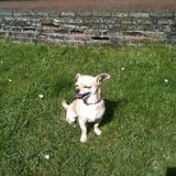 Joey