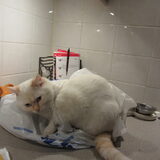 Foto van liesbeth,Turbo,Luna, Levi en Faith