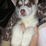 knappe man
