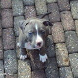 Falco puppy