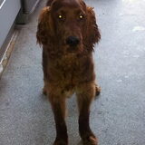 mijn lieve Guinness (R.I.P)