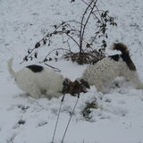 Wat ruiken we daar onder die sneeuw!!!