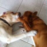 Diva spelen met oppas hond Pleun