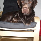 Hektor z´n favoriete stoel ;)!