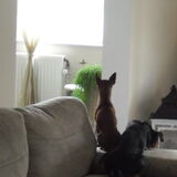 Sloepy en zijn maatje chillen in de zetel :-)