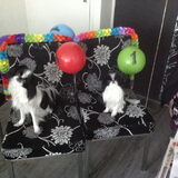 Hoera pip en kaida 1 jaar!