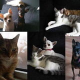 Foto van Jantina, Laila & Luna