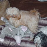 Foto van liesbeth,Turbo,Luna, Levi en Faith