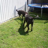 Hektor aan het spelen met Elvis (Dogo Canario)
