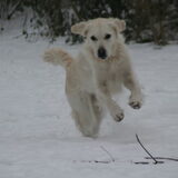 Foto van Golden Girls