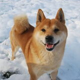 Jethro in de sneeuw 18 januari 2013