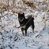 Kaylee in de sneeuw 18 januari 2013