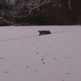 Snuffelen in de sneeuw.
