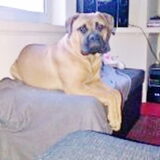 Foto van daisy