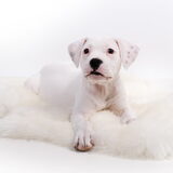 Foto van Milou