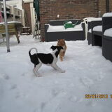 spelen in de sneeuw