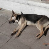 Straat hond Istanbul