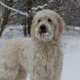 Foto van Dewi & de doodles