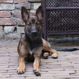 Foto van Joyce, Koda, Skippy en Beertje:)